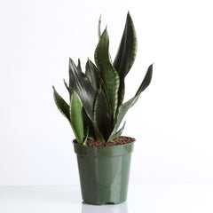 sansevieria whitney height Whitney Sansevieria Snake Plant