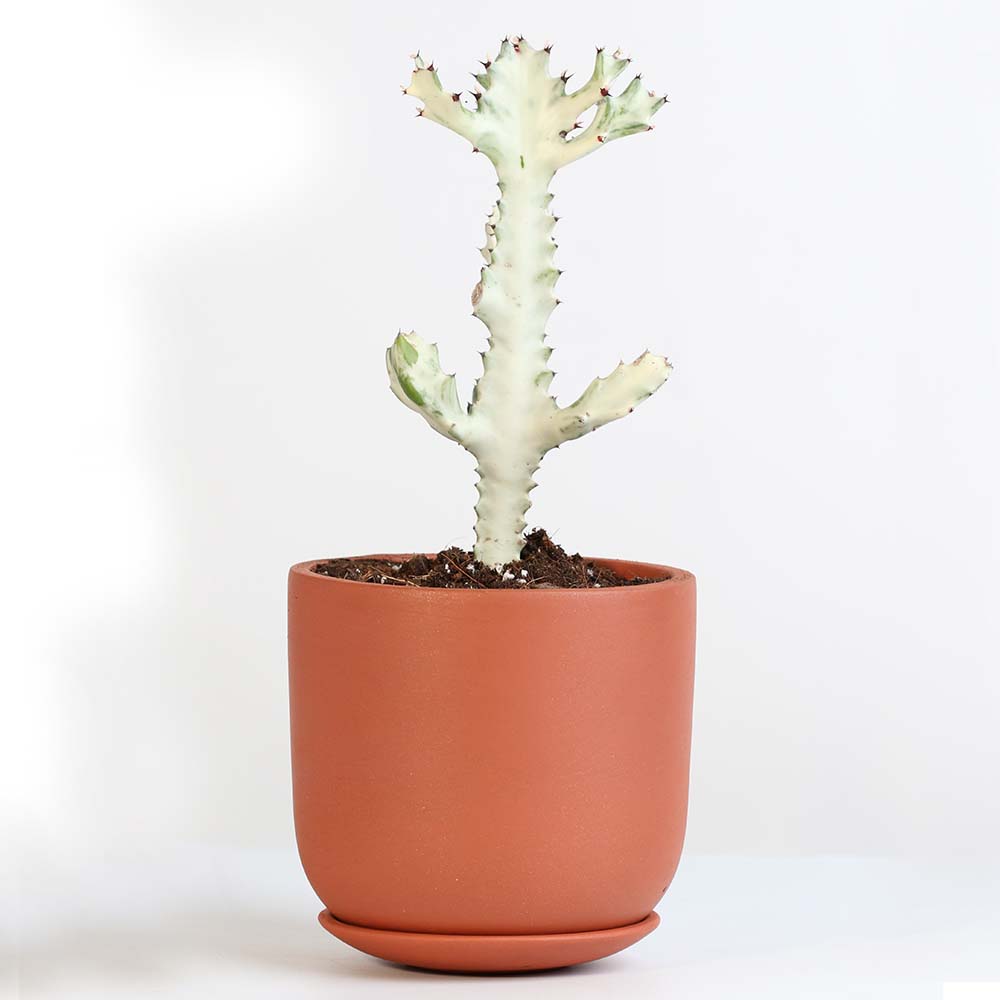 White Ghost Albo Succulent Plant