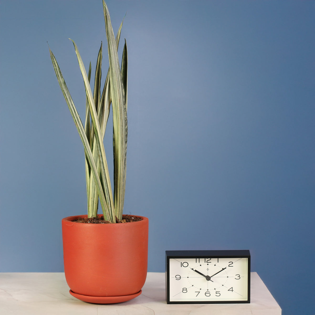 Whitney Ceramic 6.5" Planter with Sansevieria ‘Bantel’s Sensation plant.