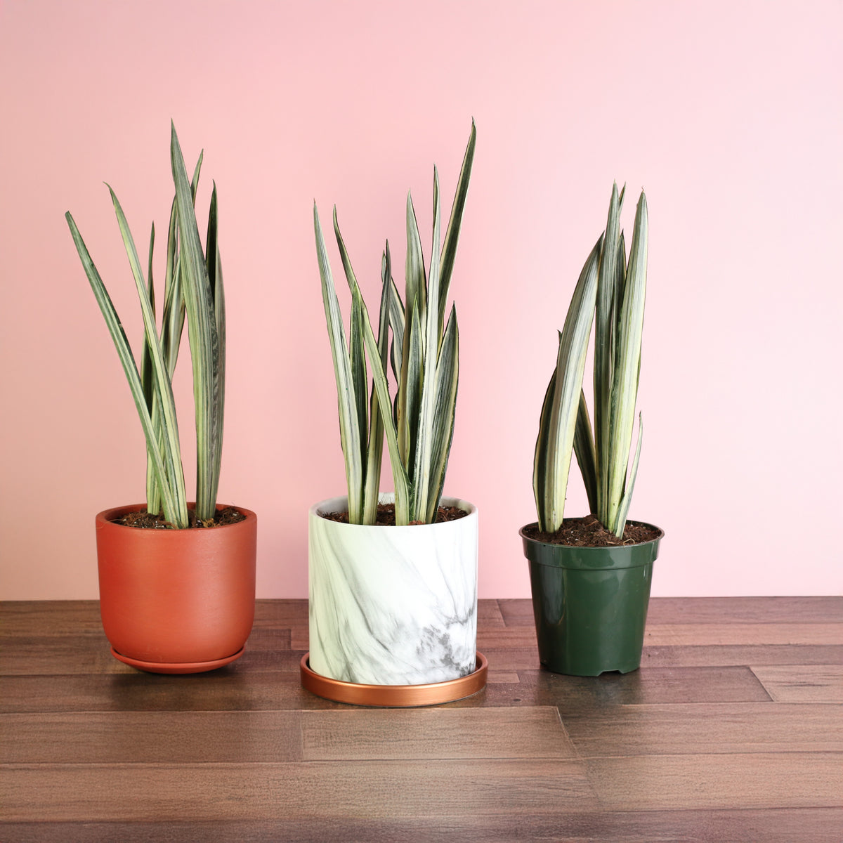 Whitney, Selene and 6" Nursery pot with Sansevieria ‘Bantel’s Sensation plant.