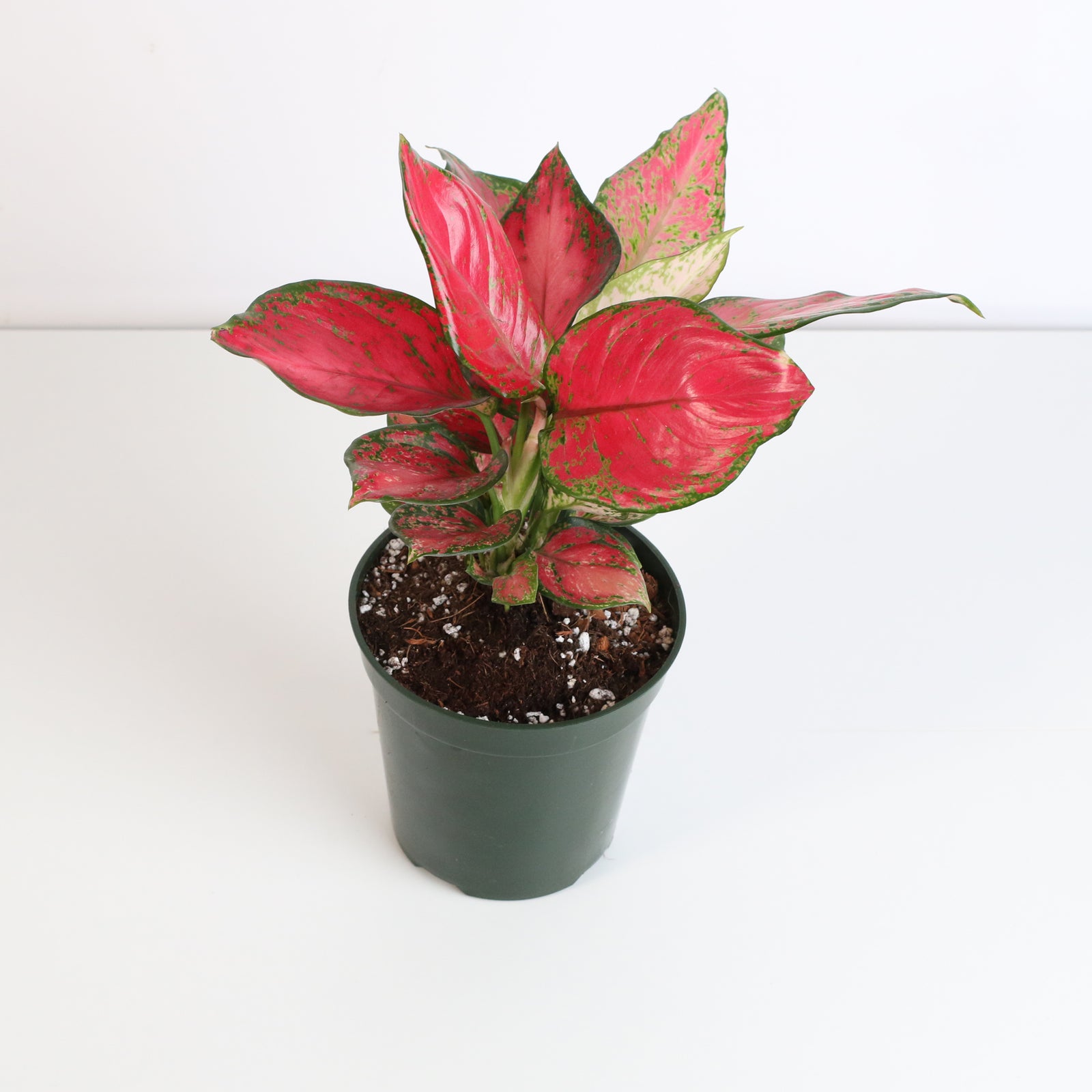 Aglaonema 'Wishes' Pink Plant
