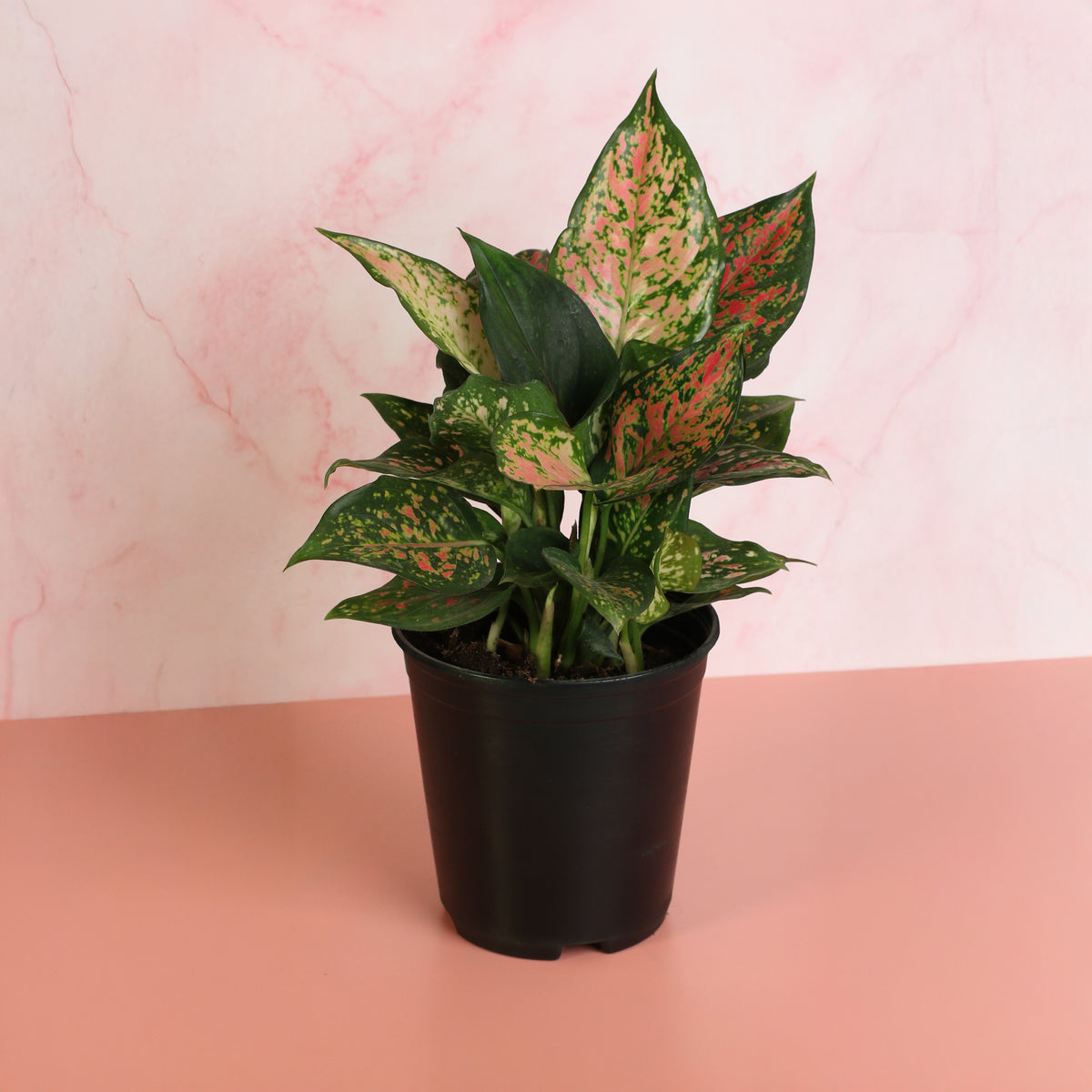 Aglaonema Plant 6"