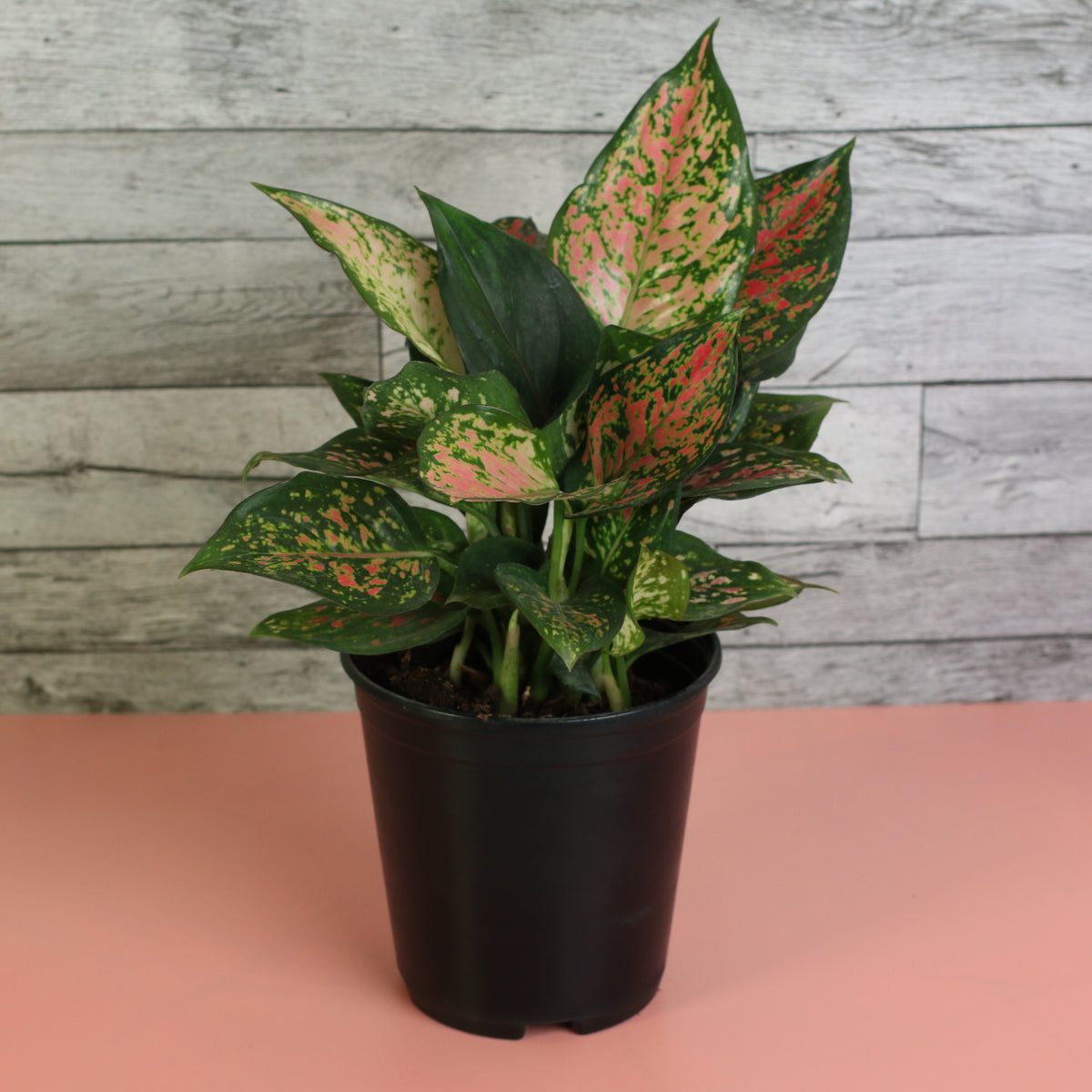 Aglaonema Plant 6"
