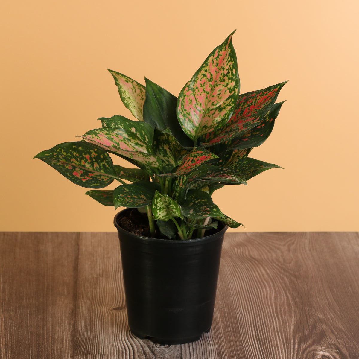Aglaonema Plant 6"