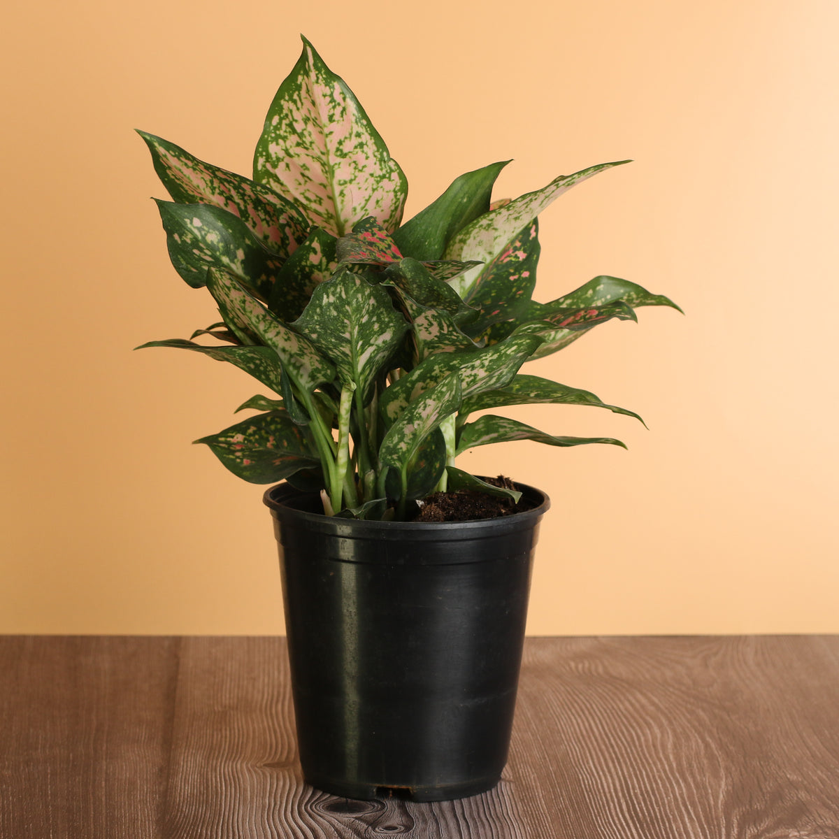 Underneath Leaves of Aglaonema Plant 6"