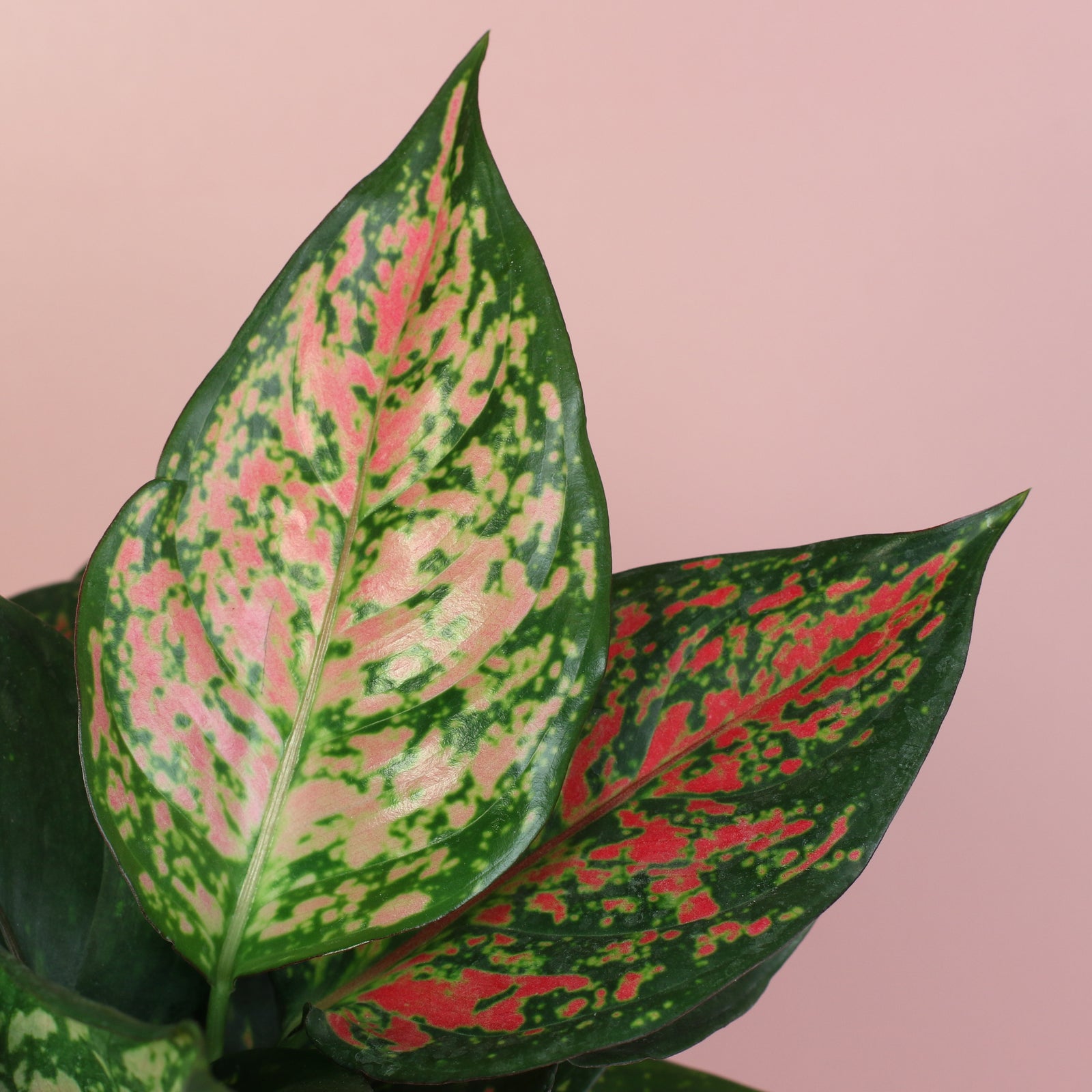Selene Ceramic Planter and 6 Inch Nursery Aglaonema plants. 