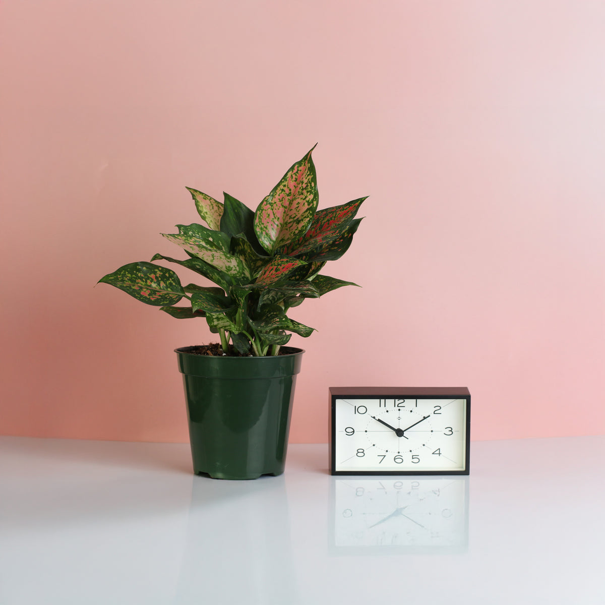Aglaonema Plant 6" next to clock. 