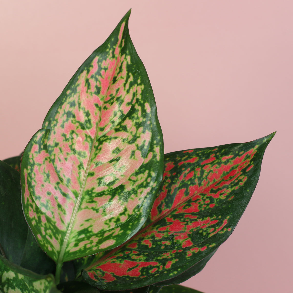Aglaonema Leaf Close Up