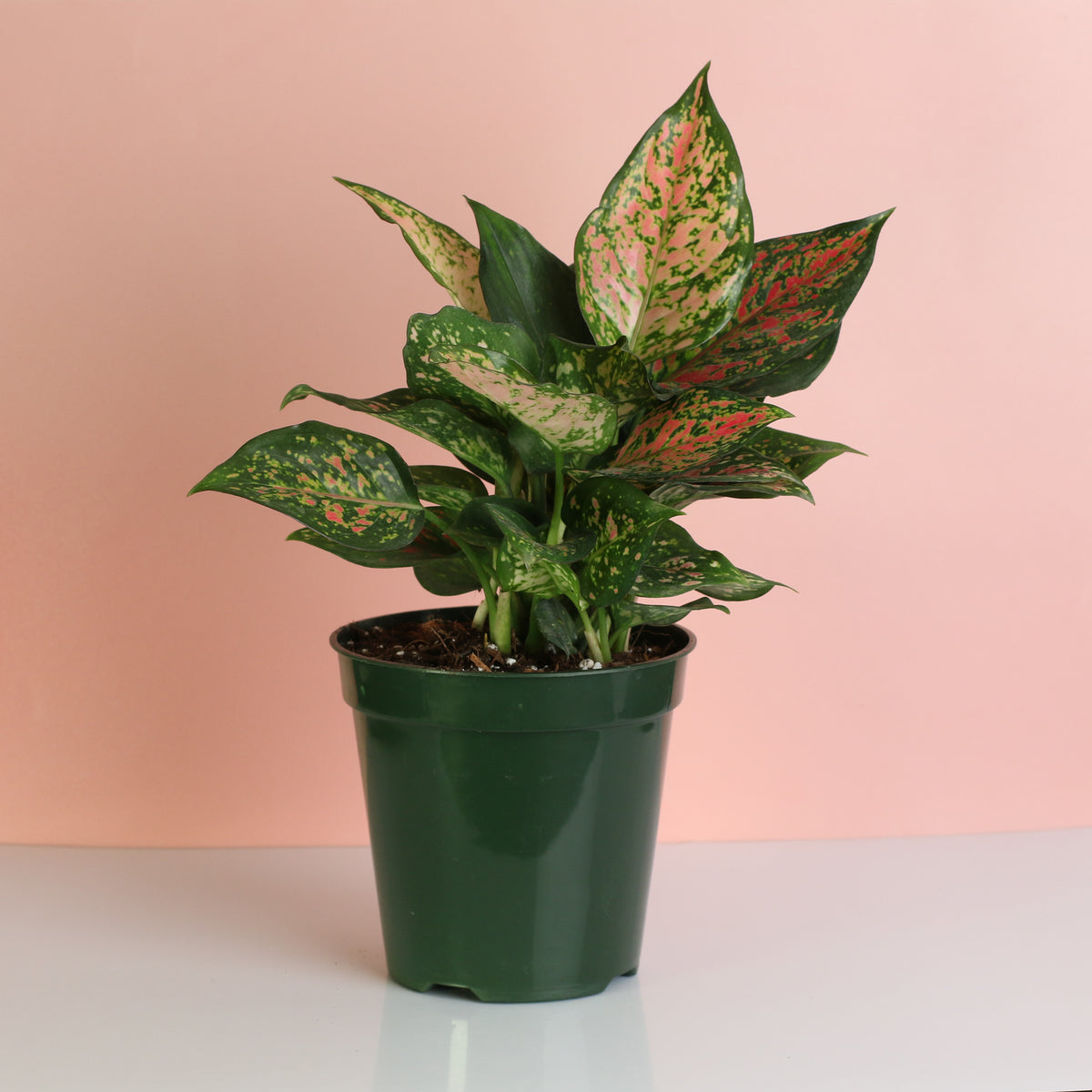 Aglaonema Plant 6"