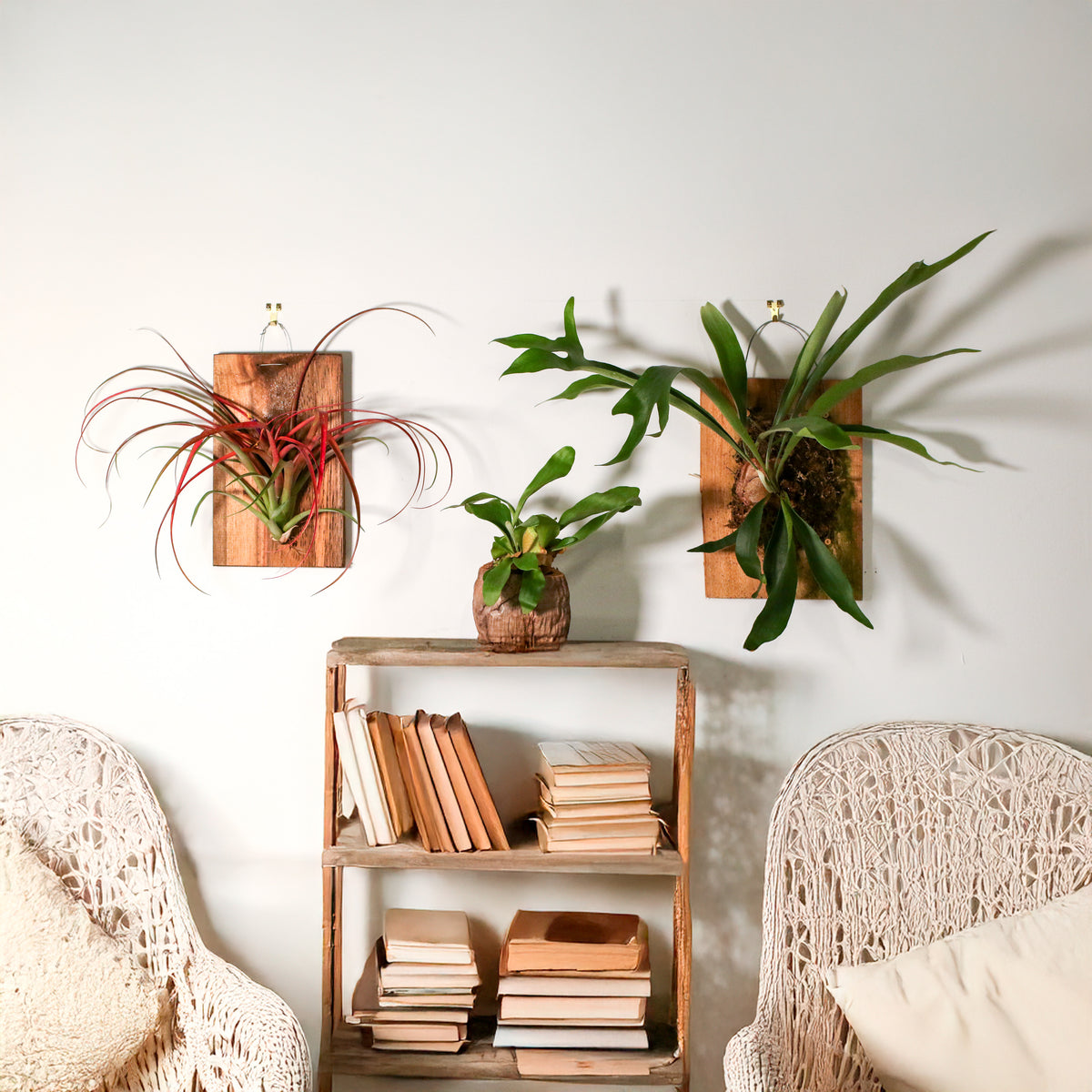 Wood You Be Mine Plant Bundle in cozy book corner. 