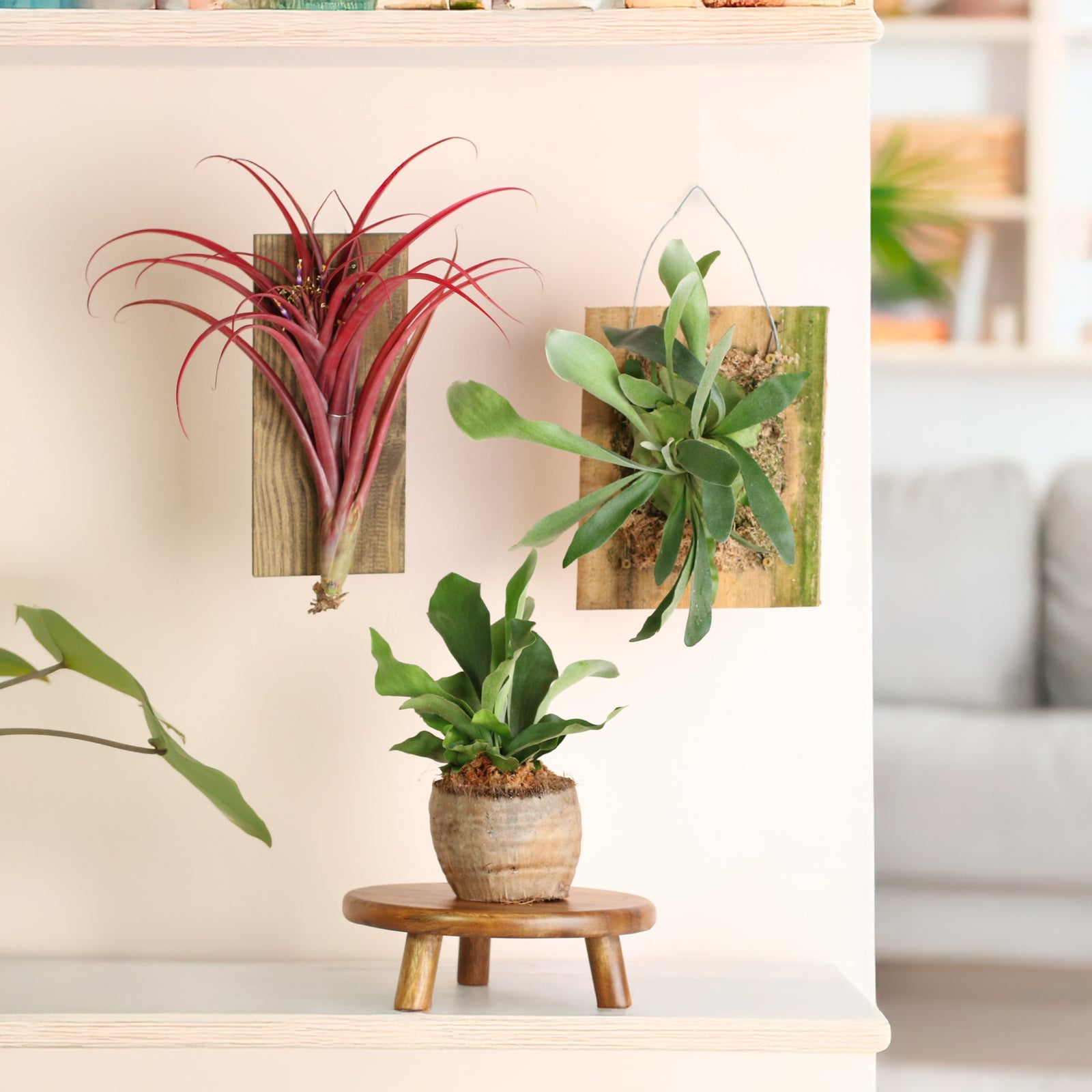 Wood You Be Mine Plant Bundle