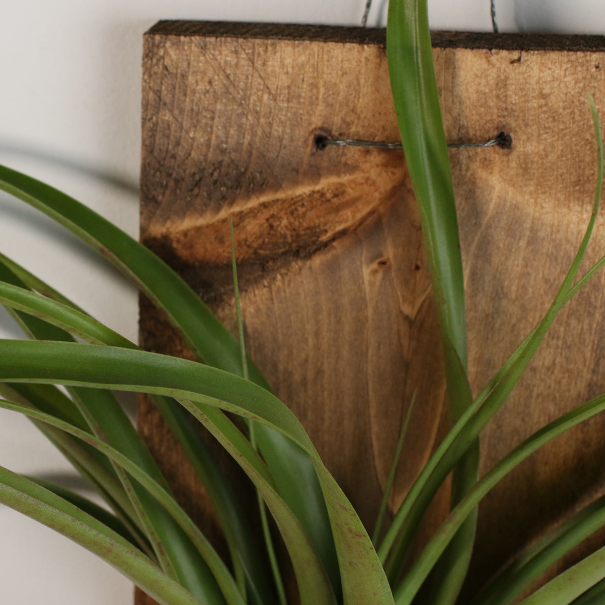 Staghorn Fern