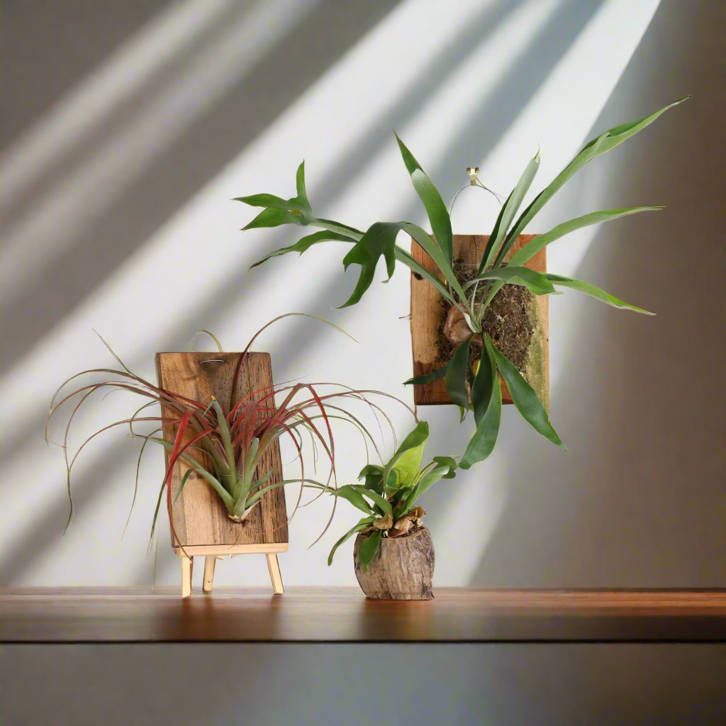 Staghorn Fern