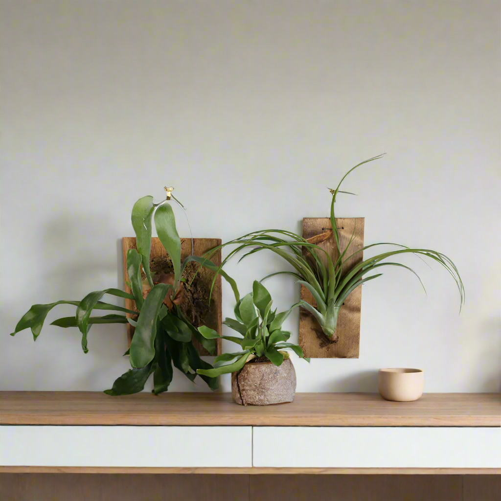 Staghorn Fern