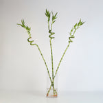 Lucky Bamboo Twists Water Plant XL 46"