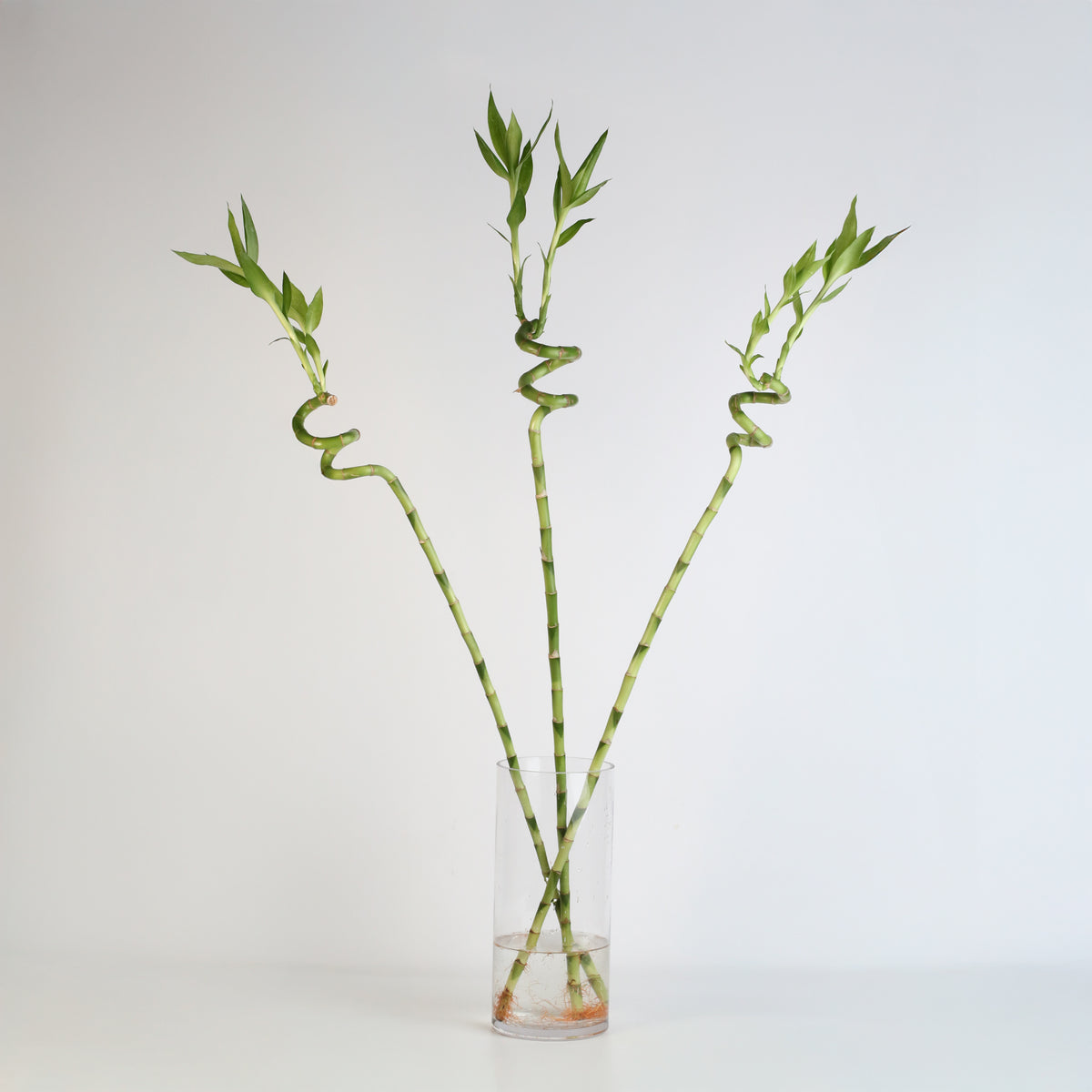 Lucky Bamboo Twists Water Plant XL 46&quot;