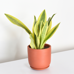 Yellowstone Sansevieria Snake Plant Whitney Terracotta 6