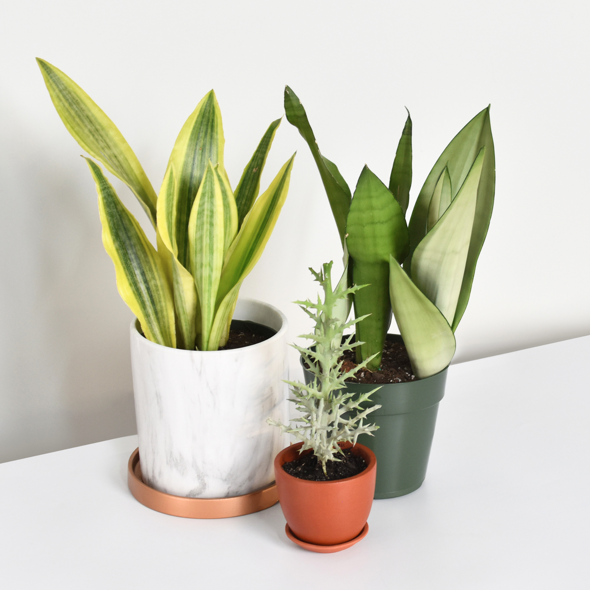 Yellowstone Sansevieria Snake Plant
