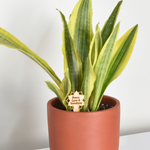 Yellowstone Sansevieria Snake Plant