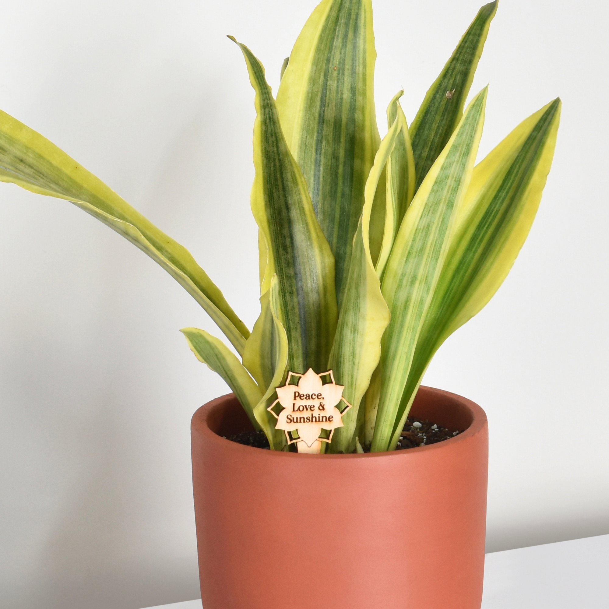 Yellowstone Sansevieria Snake Plant
