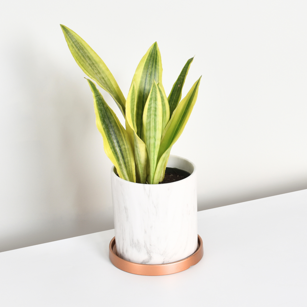 Yellowstone Sansevieria Snake Plant
