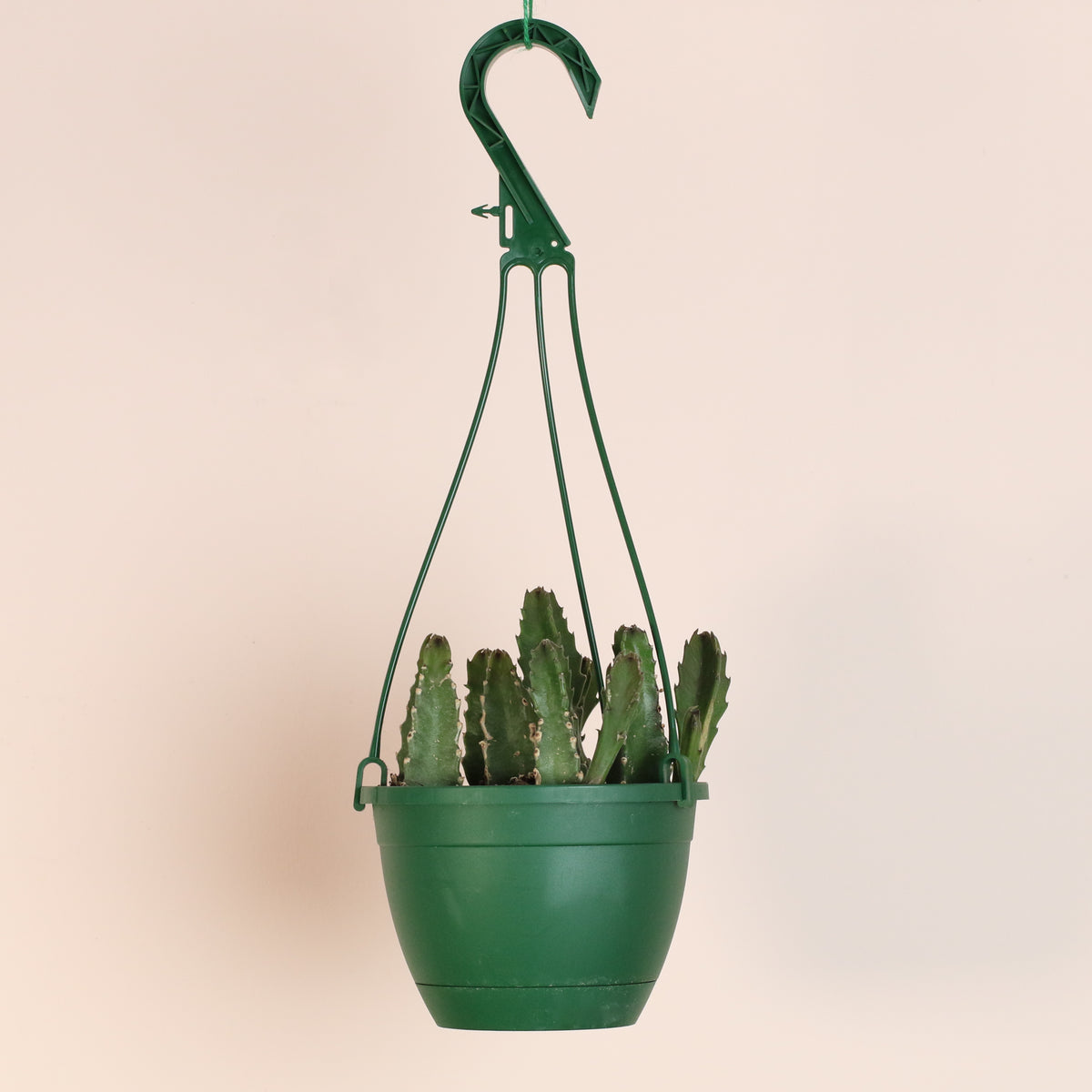Stapelia Gigantea Zulu Giant Stafish Succulent