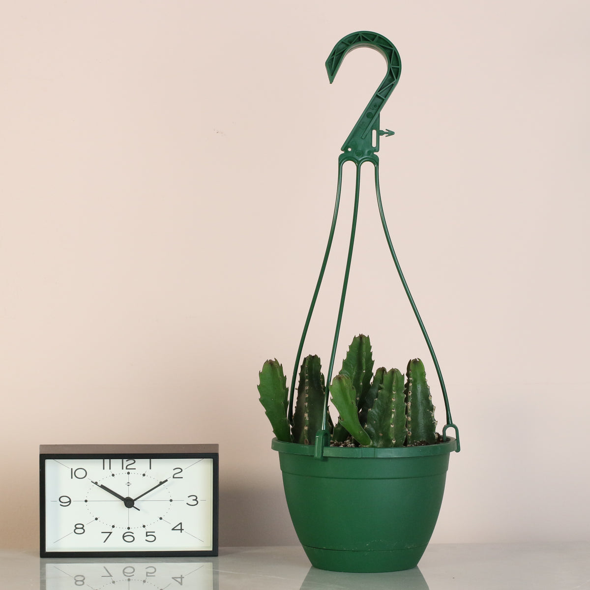 Giant Zulu Starfish Succulent next to clock