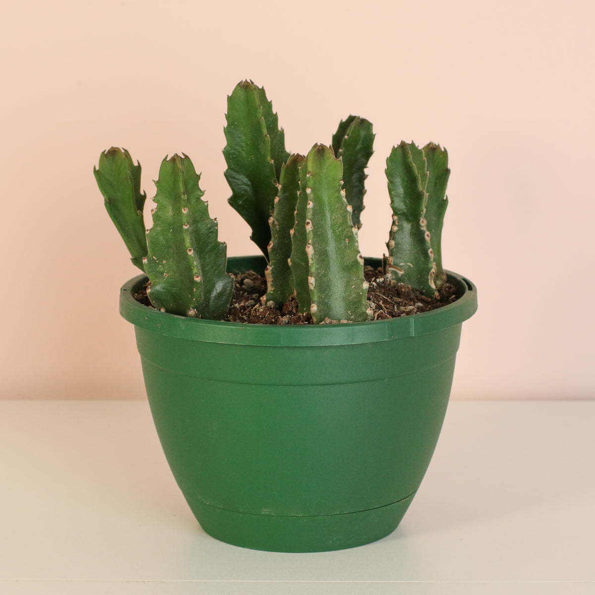 Zulu Giant Starfish Succulent 6" Planter