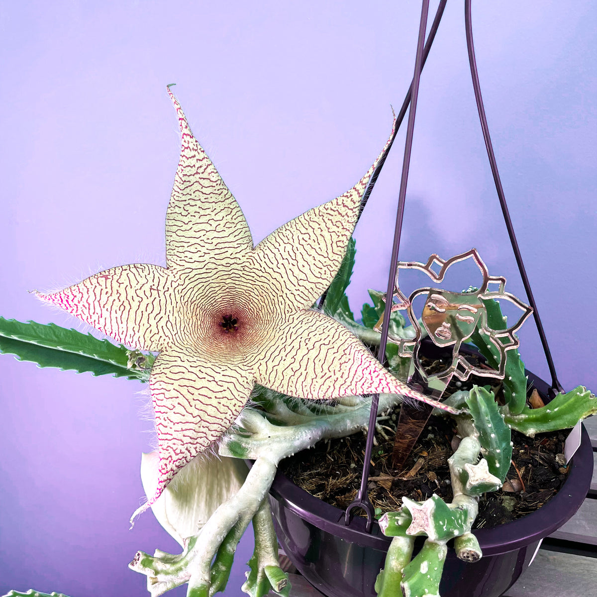 Giant Zulu Starfish Succulent Blooming