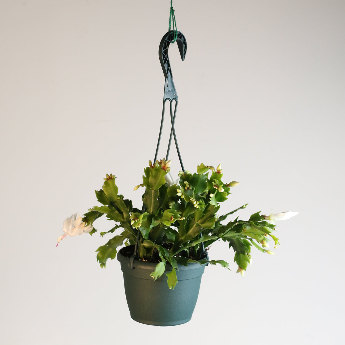 Zygo Cactus
