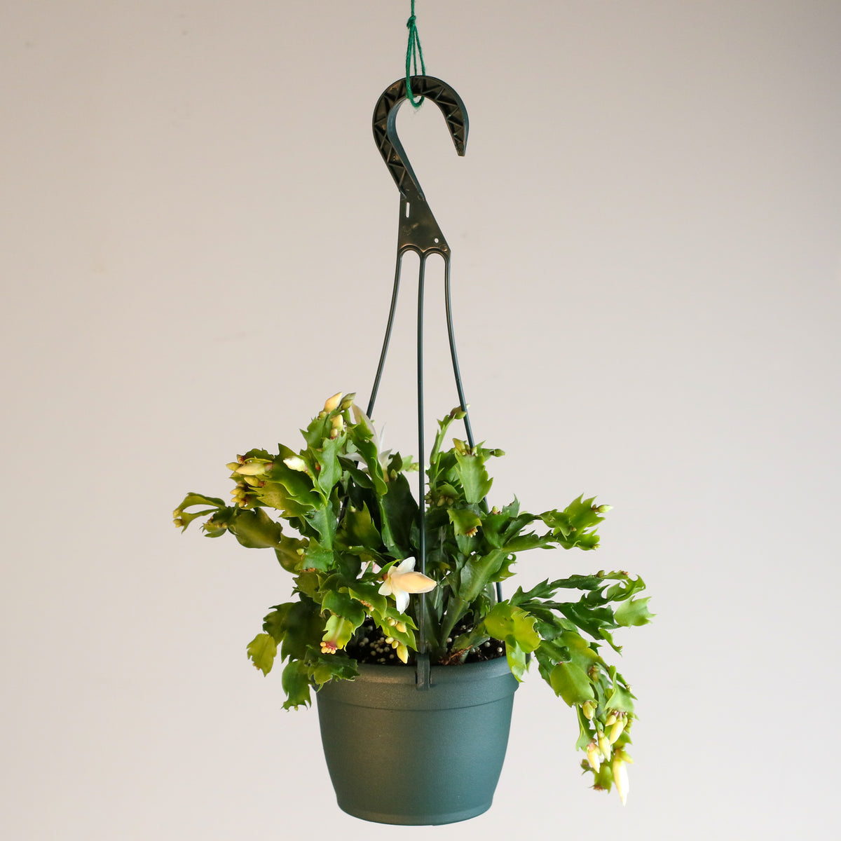 Zygo Cactus