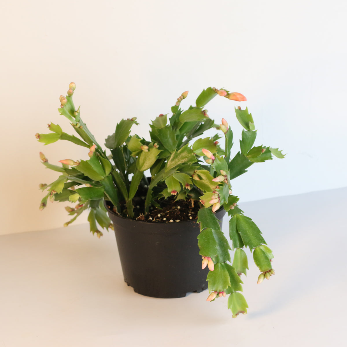 Zygo Cactus