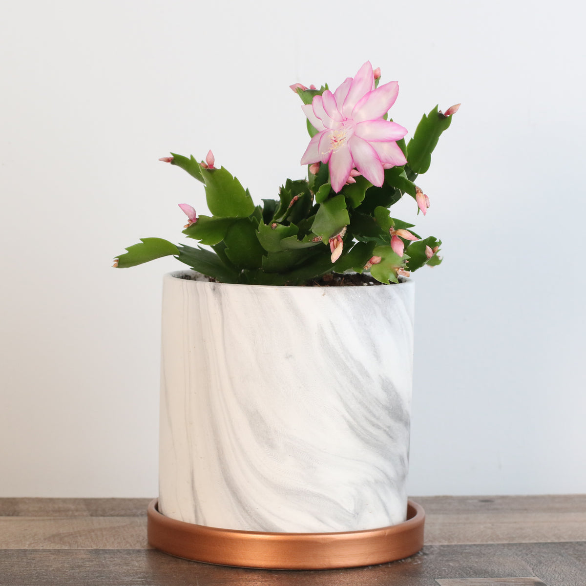 Zygo Cactus