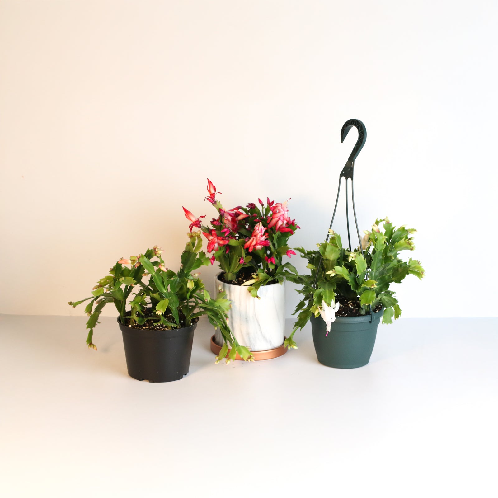 Zygote Christmas Cactus