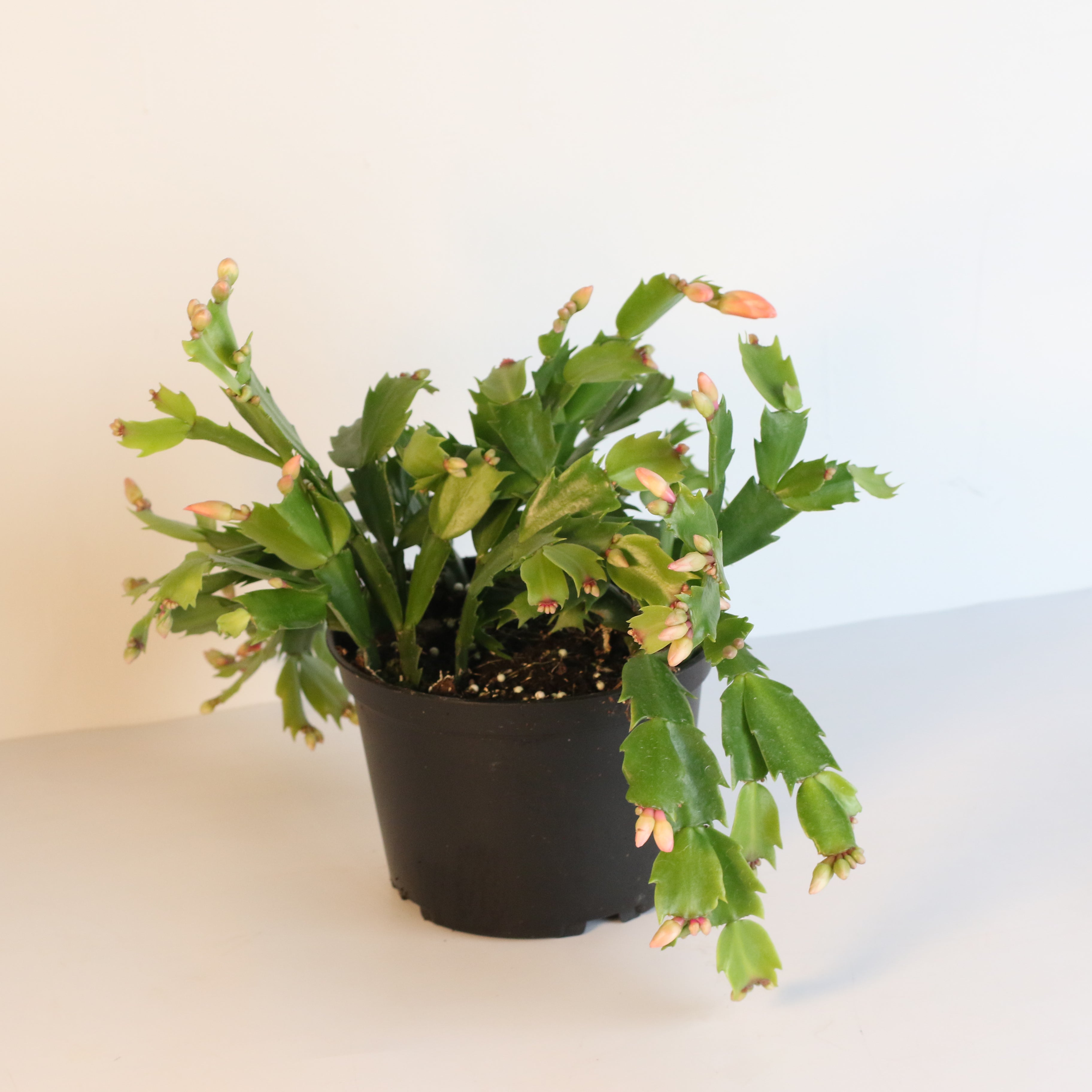 Christmas Zygo Cactus