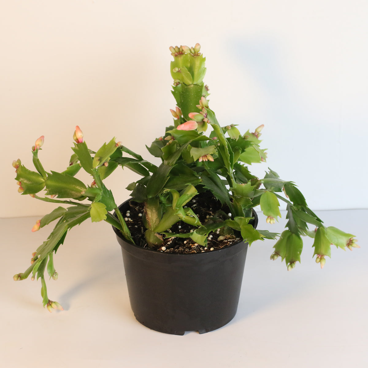 Zygo Cactus