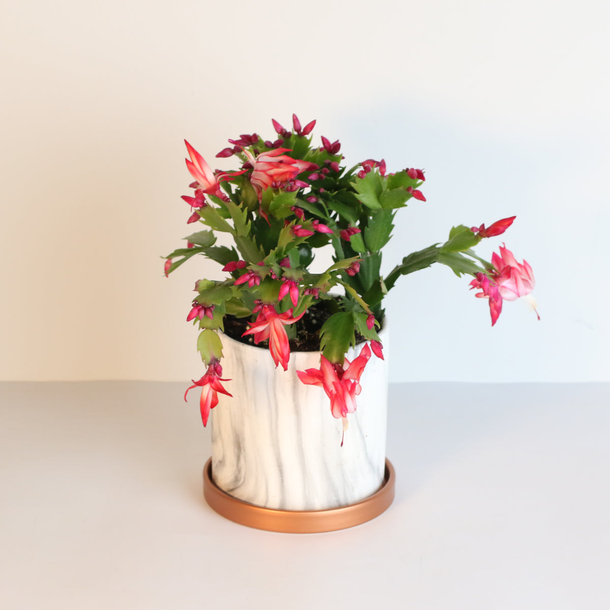 Zygo Cactus