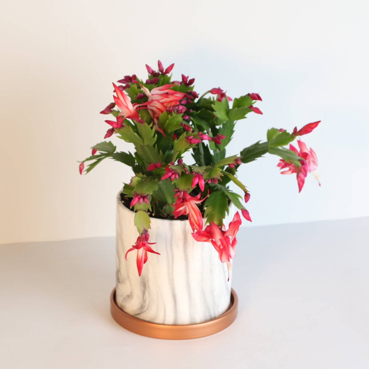 Zygo Cactus