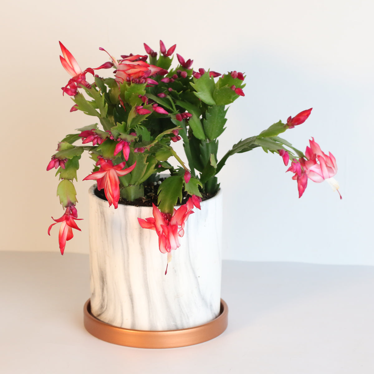 Zygo Cactus