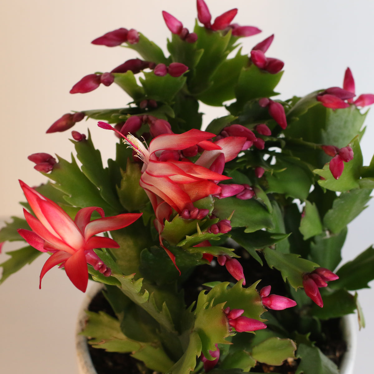 Zygo Cactus