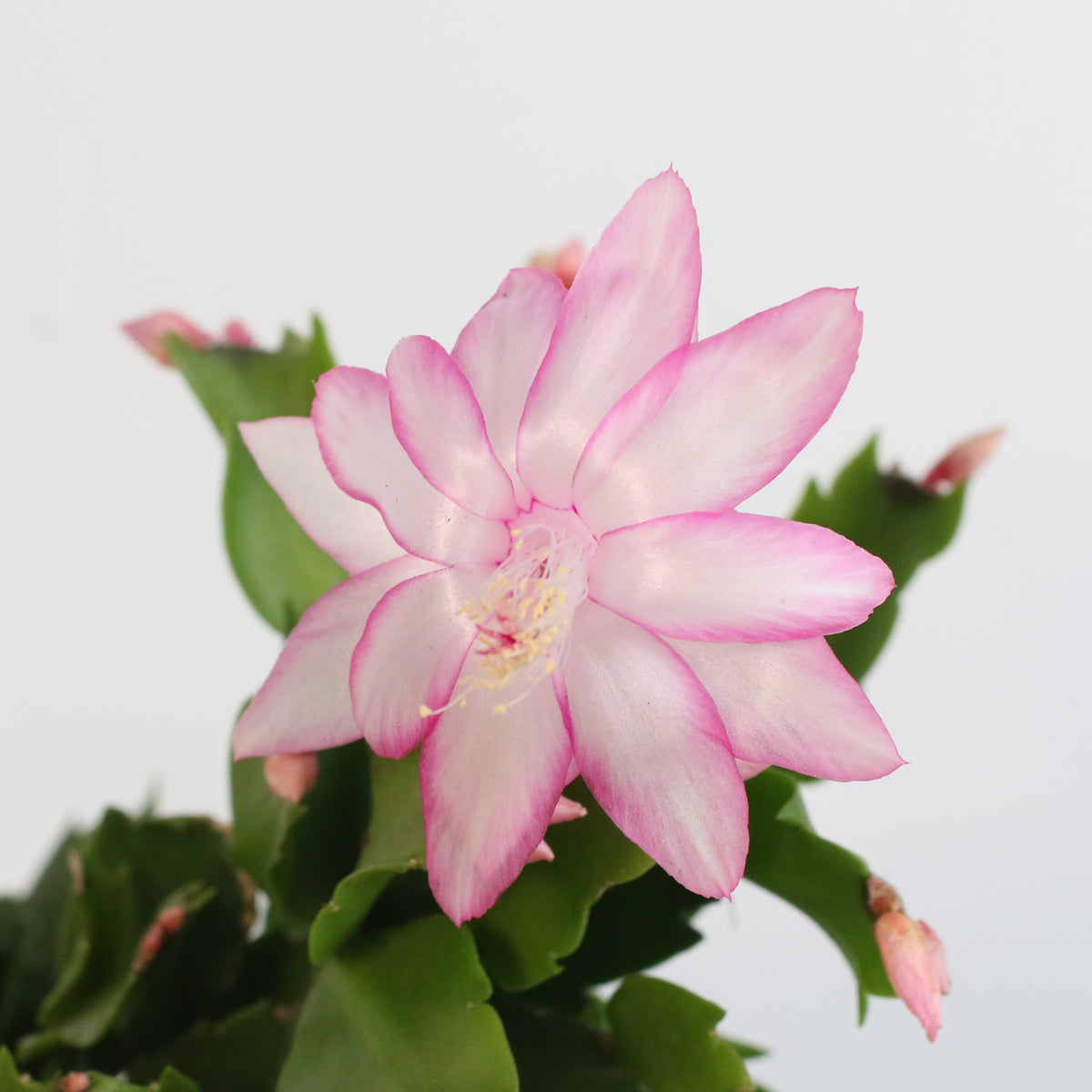 Zygo Cactus
