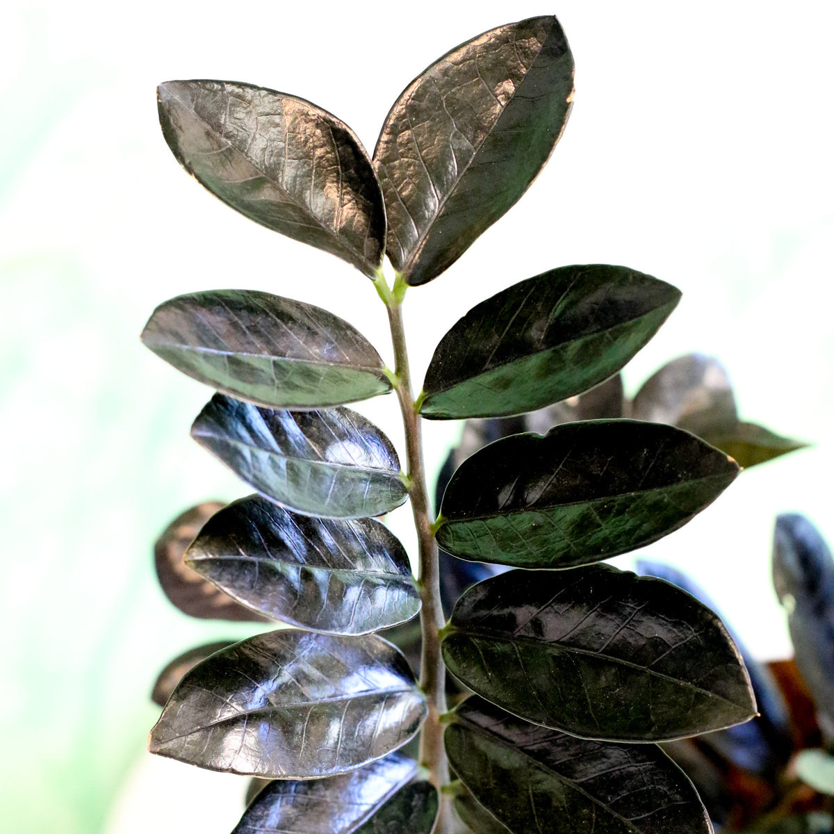Black ZZ Plant close up of leaves