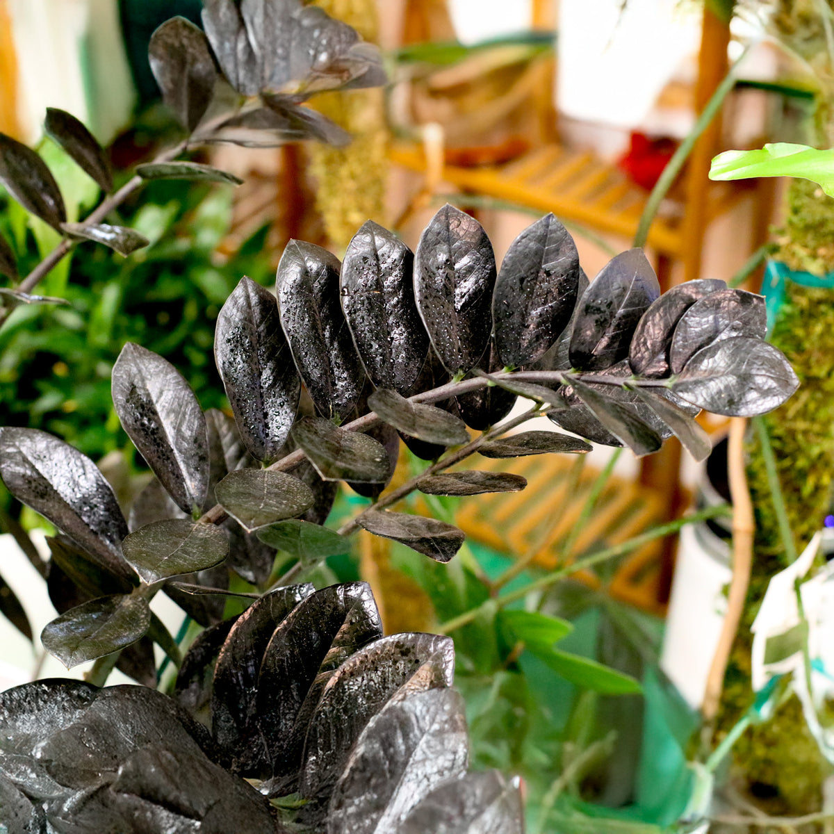 Misted Black ZZ Plant