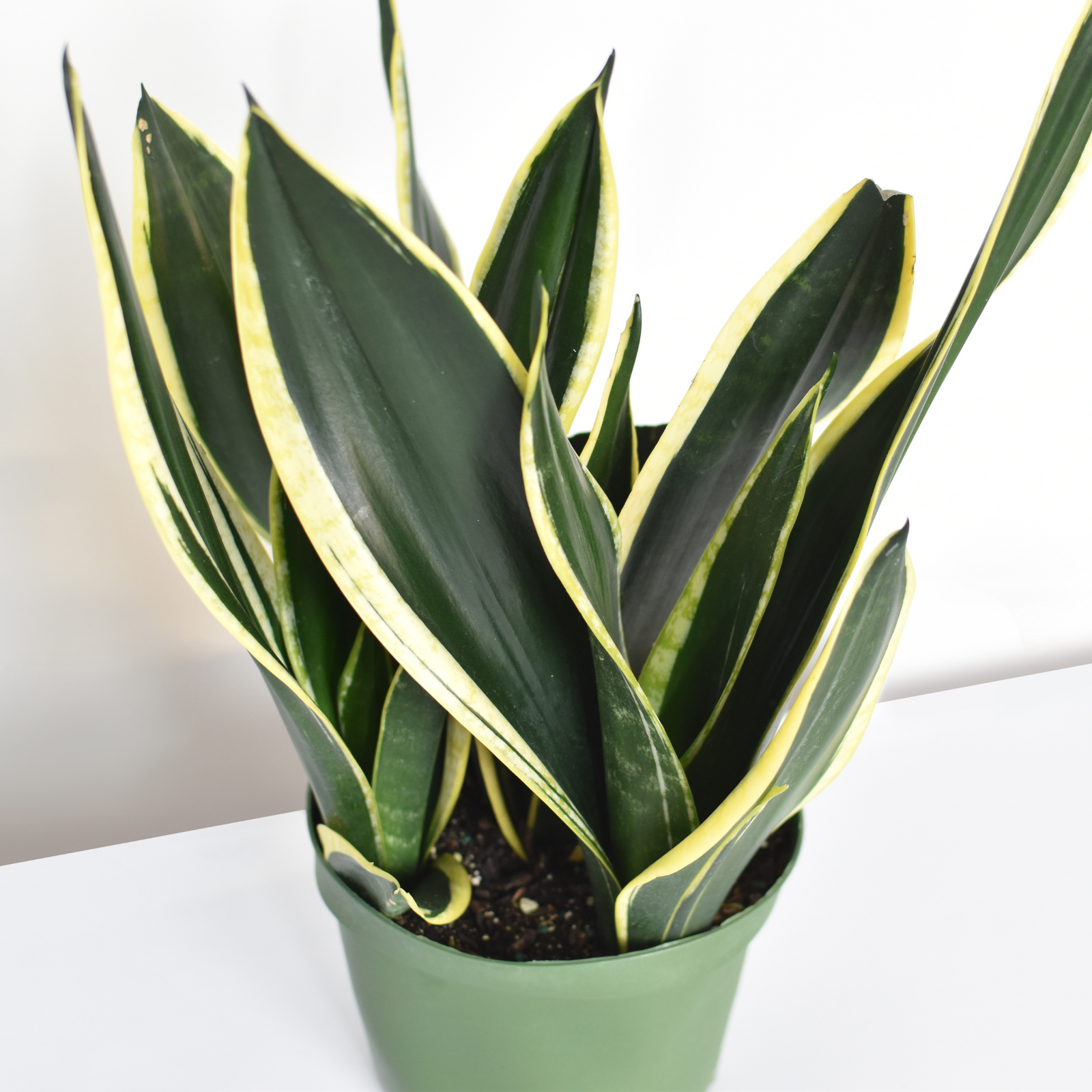 Black Gold Sansevieria Snake Plant