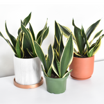 Black Gold Sansevieria