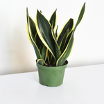 Black Gold Sansevieria Snake Plant