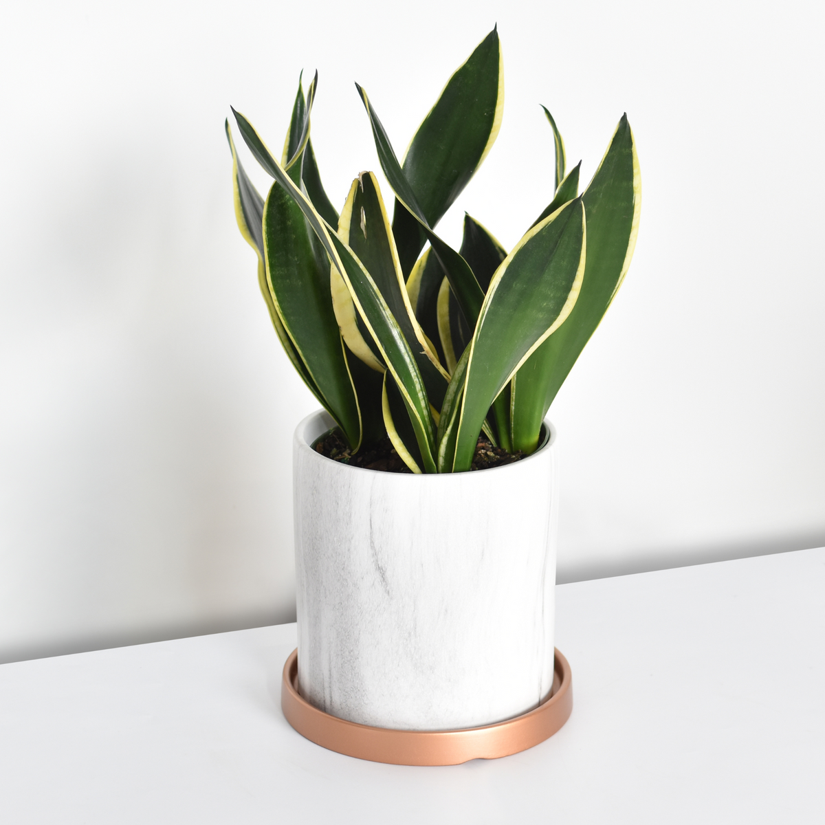 Snake plant