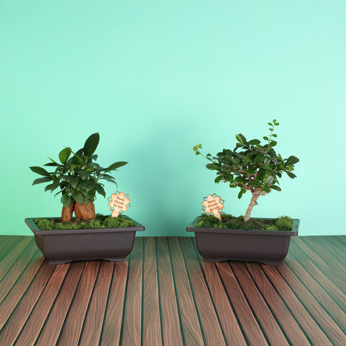 Bonsai Workshop - November 12th at 6 PM