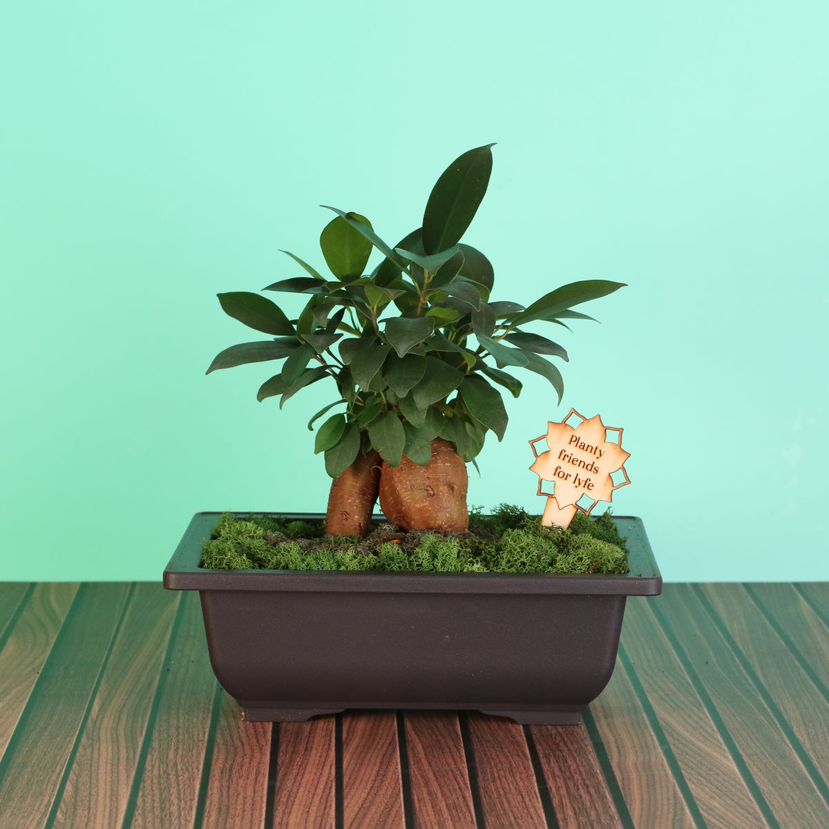 Bonsai Workshop - November 12th at 6 PM