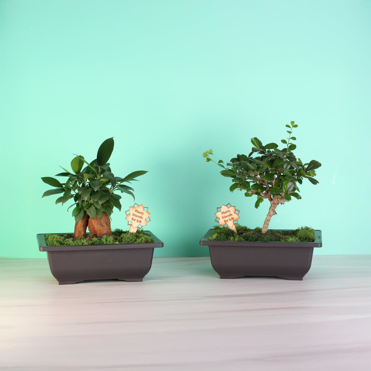 Bonsai Workshop - November 12th at 6 PM